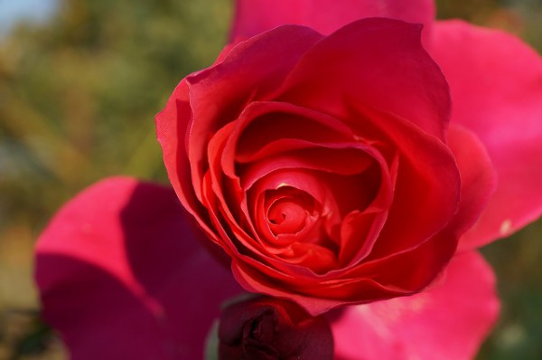 赤いバラの写真